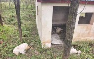 西安白鹿原一农户家陆续死亡45只羊 多部门介入暂未锁定原因