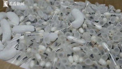 事发上海浦东机场！海关打开装有电水壶的箱子，竟发现979只活体蚂蚁