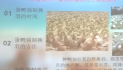 养殖技术:蛋鸭养殖的人工换羽技术