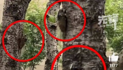 山东父子在上海抓知了降维打击，“孩子一分钟徒手抓了十几只”