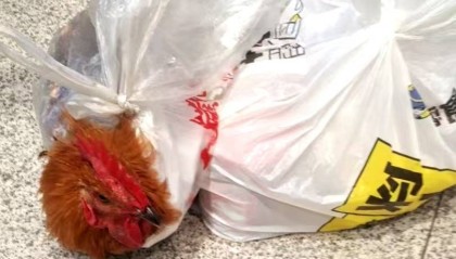 车站安检机里传出公鸡鸣叫 携带者被安检人员立即拦截