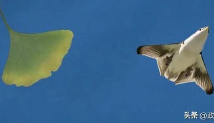 东部战区元旦发布重磅视频：银杏叶、飞鸟图出镜