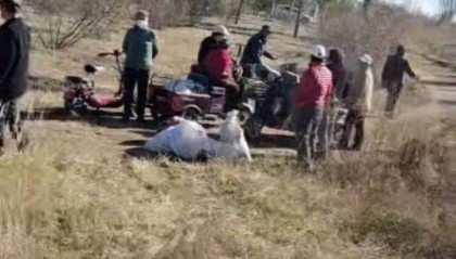 呼和浩特百亩向日葵被70多人哄抢？街道办：疑似缺少值守，被零星采摘发展到群体采摘