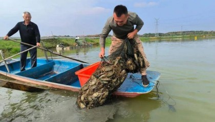 武汉江夏一地大闸蟹大量上市,日产1000斤当天售完,每只螃蟹有自己的“身份证”,吃深海小黄鱼长大