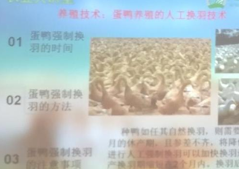 养殖技术：蛋鸭养殖的人工换羽技术