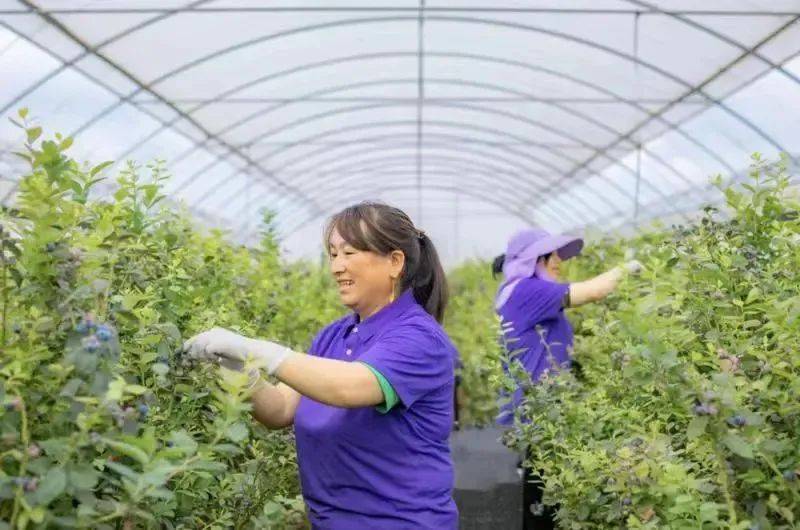 【深圳民企风采】向上向善的深圳力量 “鑫果兴农”助力乡村振兴