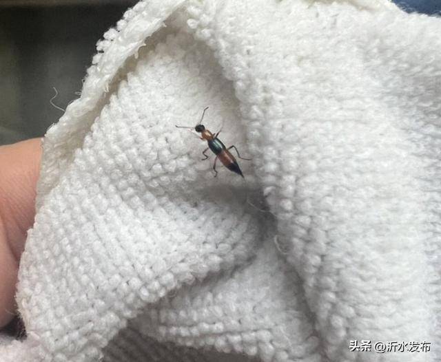 山东多地现这种虫子，千万别拍！