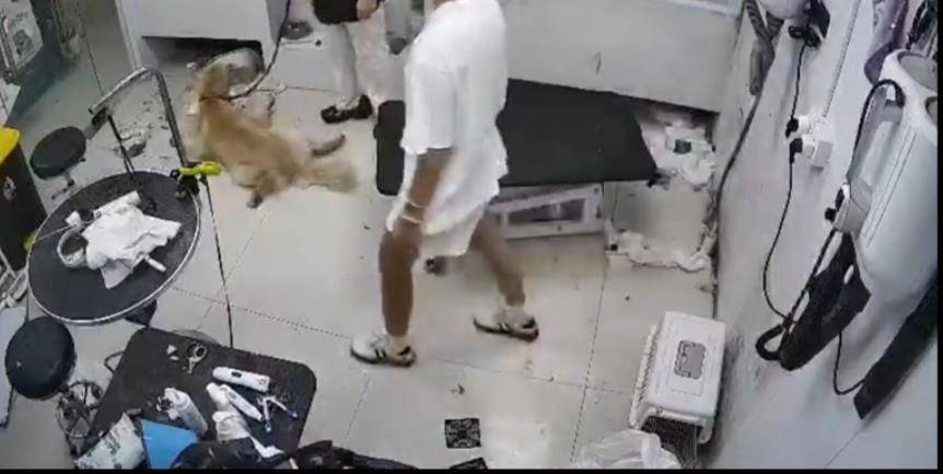 合肥一只金毛犬在宠物店洗澡后死亡,涉事店家已关门并拆掉招牌,主人:已提交诉状