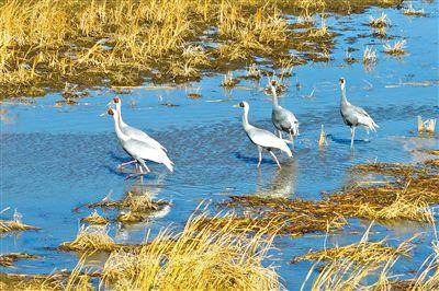 三万候鸟云集科尔沁