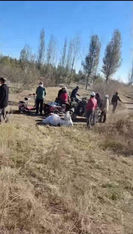呼和浩特百亩向日葵被70多人哄抢？街道办：疑似缺少值守，被零星采摘发展到群体采摘