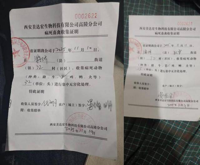 西安白鹿原一农户家陆续死亡45只羊 多部门介入暂未锁定原因